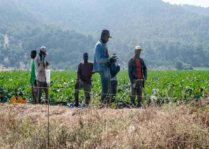 Riattivare rete lavoro agricolo e rafforzare legge 199/2016