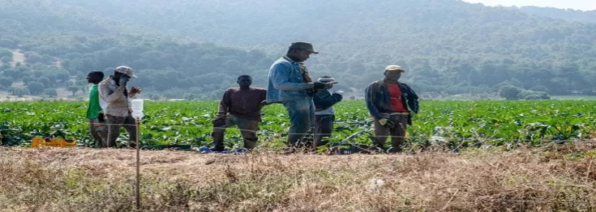 Riattivare rete lavoro agricolo e rafforzare legge 199/2016