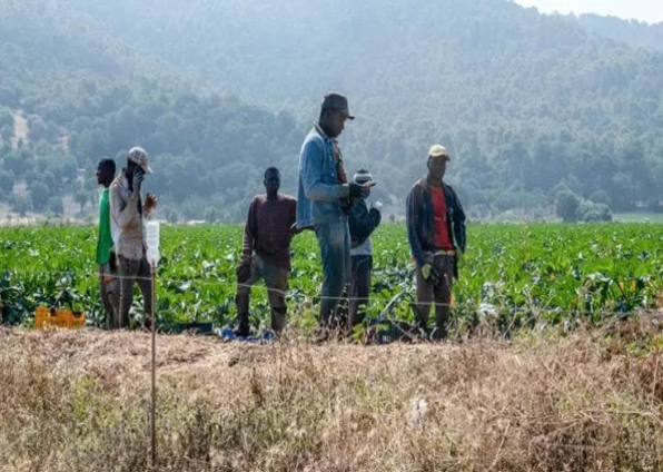 Riattivare rete lavoro agricolo e rafforzare legge 199/2016